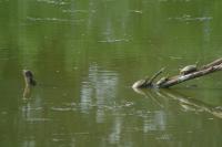 Trachemys scripta