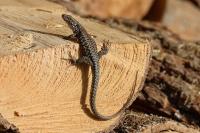 Podarcis muralis