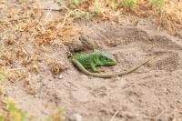 Lacerta bilineata