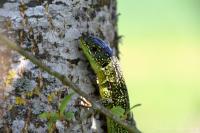 Lacerta bilineata