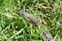 Lacerta bilineata