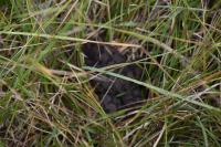 Vipera aspis