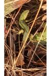 Lacerta bilineata