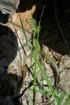 Lacerta bilineata
