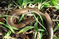 Anguis fragilis