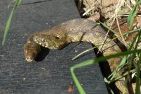 Natrix maura
