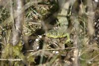 Lacerta bilineata