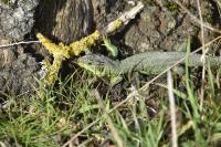 Lacerta bilineata