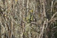 Lacerta bilineata