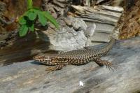 Podarcis muralis