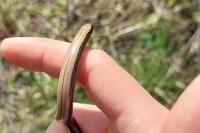Anguis fragilis
