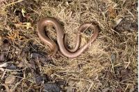 Anguis fragilis