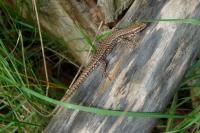Podarcis muralis