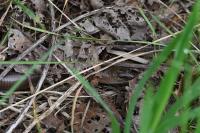 Anguis fragilis