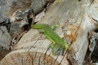 Lacerta bilineata
