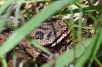 Vipera aspis
