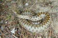 Vipera aspis