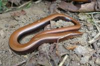 Anguis fragilis