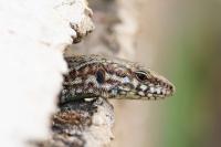 Podarcis muralis