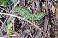 Lacerta bilineata