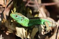 Lacerta agilis