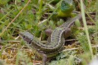 Lacerta bilineata