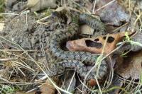 Vipera aspis