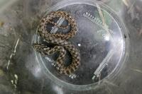 Natrix maura