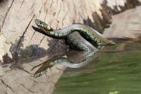 Natrix helvetica
