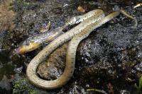Natrix helvetica