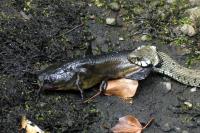 Natrix helvetica