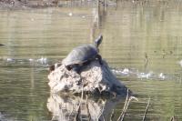 Trachemys scripta