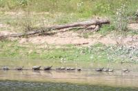 Trachemys scripta