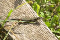 Podarcis muralis