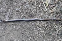 Anguis fragilis