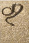 Hierophis viridiflavus