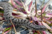 Vipera aspis