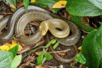 Zamenis longissimus