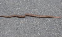 Vipera aspis