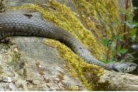 Natrix helvetica