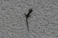 Podarcis muralis