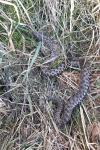 Vipera aspis