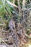 Vipera aspis
