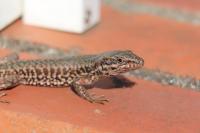 Podarcis muralis
