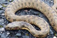 Natrix maura