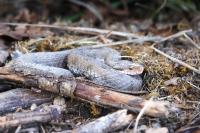 Vipera aspis