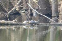 Trachemys scripta