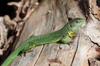 Lacerta bilineata