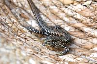 Podarcis muralis