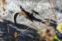 Podarcis muralis